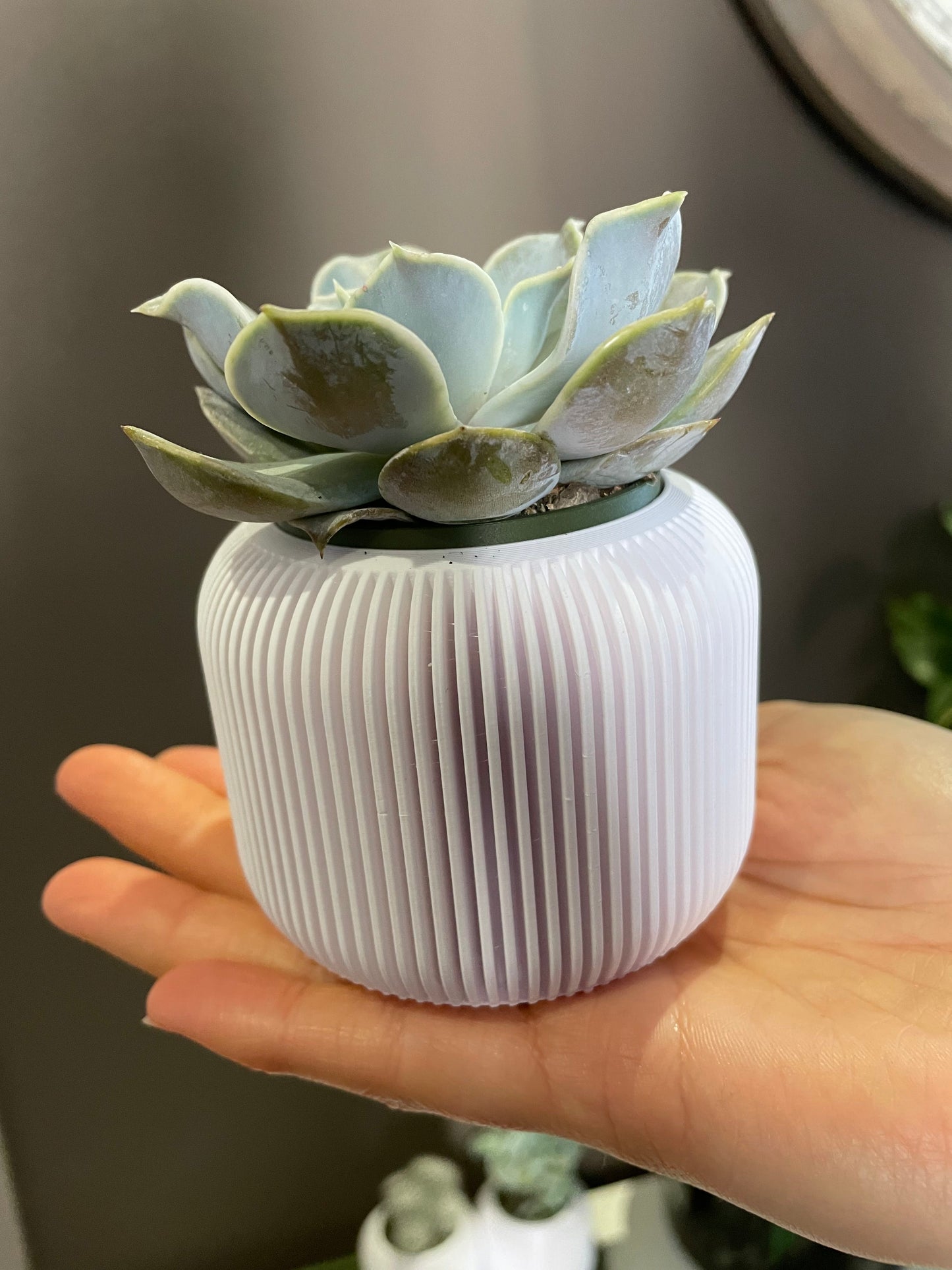 Vasos para suculentas hidropônicos